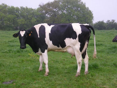 cri meuglement vache animaux ferme