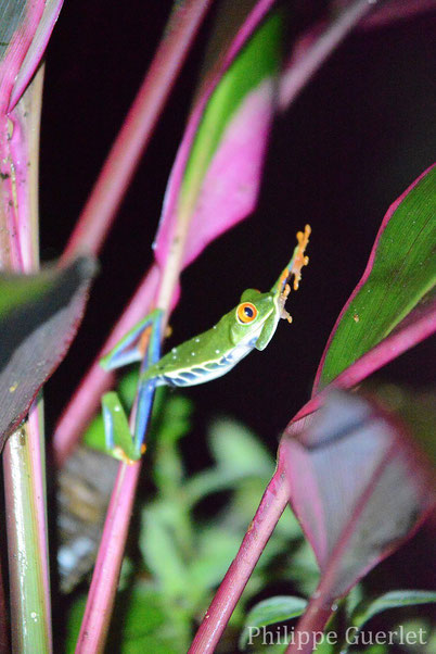 Fiches animaux grenouille aux yeux rouges