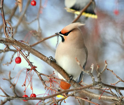 cri chant jaseur boreal oiseaux