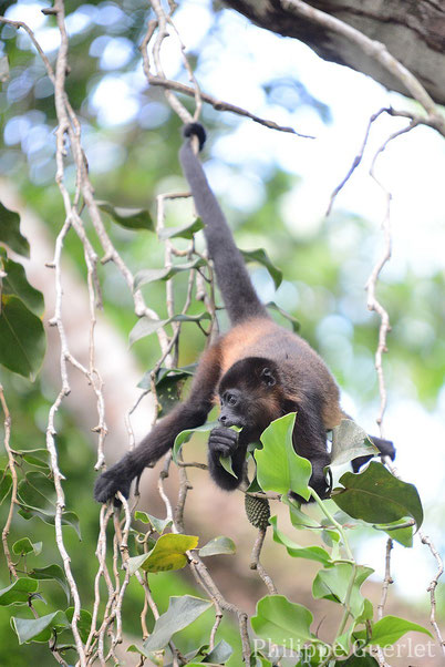 Fiches Animaux singe hurleur