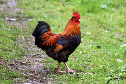 cri chant coq animaux ferme