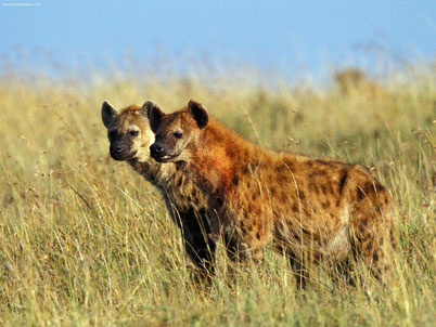 cri hyene tachetee animaux