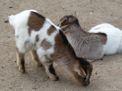 cri chevre animaux ferme bêlement 