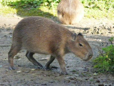 cri animaux capybara