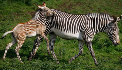 definition equides zebre