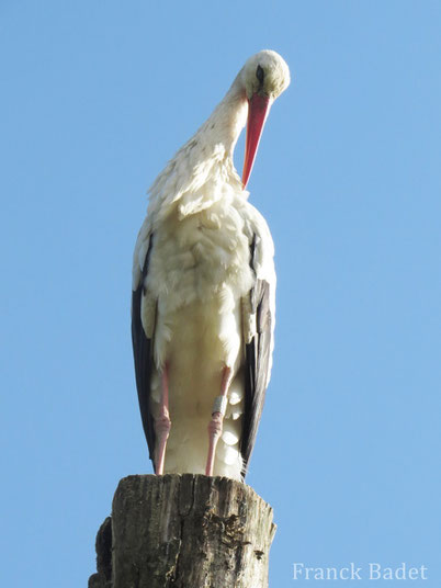 Fiches Animaux cigogne