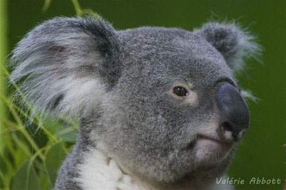 cri koala animaux