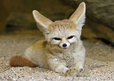 cri animaux fennec