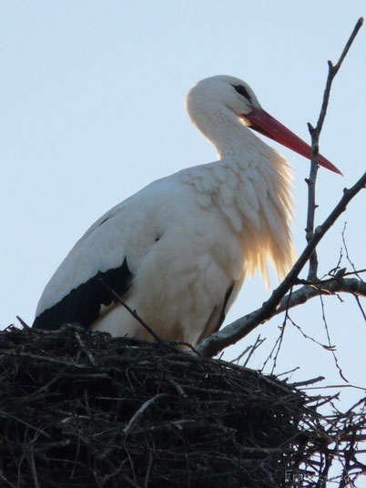 Fiches Animaux Cigogne