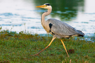 chant cri heron cendre