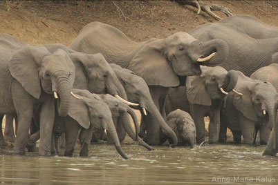 cri elephant animaux afrique