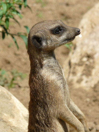 suricate