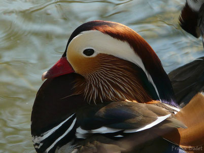 chant cri canard mandarin oiseau