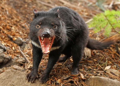 cri animaux diable de tasmanie