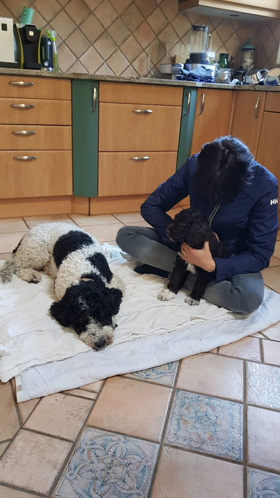 Visite de la vétérinaire Ostéopathe sous la surveillance de Nola