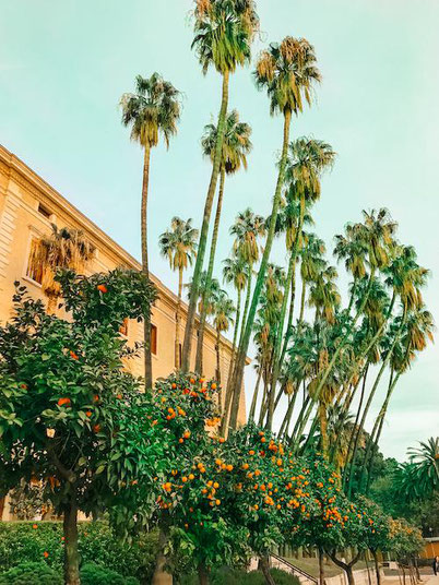 Mandarine trees and palm trees in Malaga, Spain