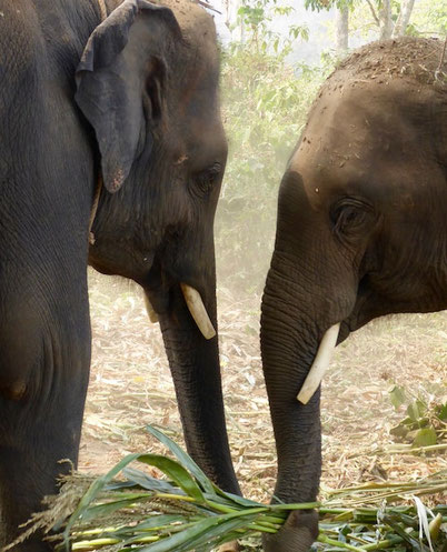 elephants in the sanctuary in Thailand 