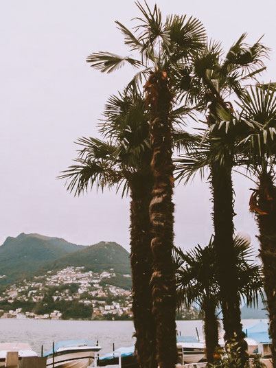 palm trees in Lugano, Switzerland 