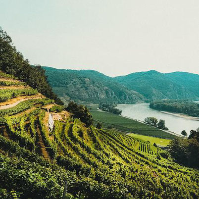 mountains and vineyards in the Wachau valley, a must-visit place in Austria