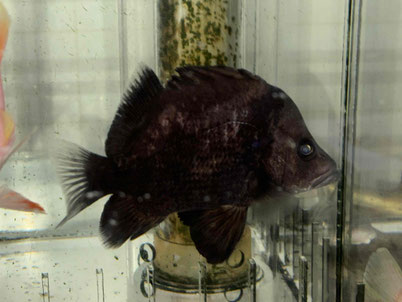 ヒゲダイ幼魚