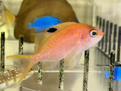 サクラダイ　幼魚