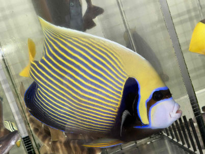 伊豆諸島産　タテジマキンチャクダイ