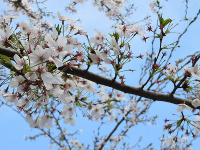 江古田の桜