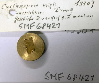 Senckenberg, Bryozoa, Bryozoen, Moostierchen, Sammlung Voigt
