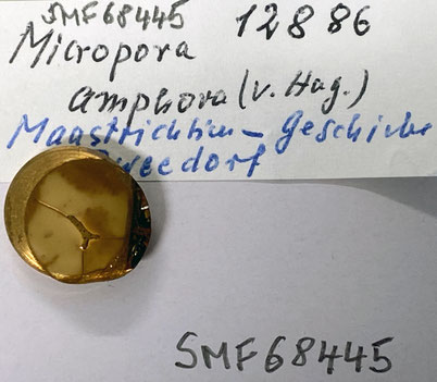 Senckenberg, Bryozoa, Bryozoen, Moostierchen, Sammlung Voigt
