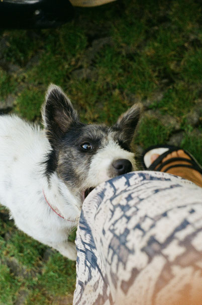 Frecher Terrier beißt Frau ins Bein