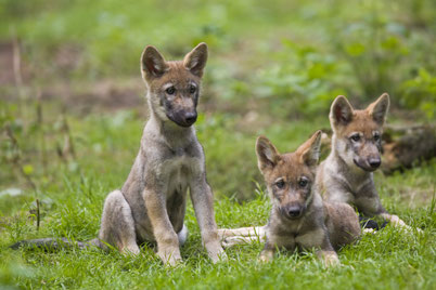 Basis-Hundeerziehungskurse für Hunde jeden Alters in Baden, Wettingen, Brugg, Neuenhof, Würenlos, Ehrendingen, Widen