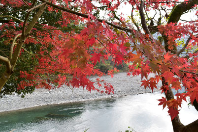 川辺川の岸辺の紅葉