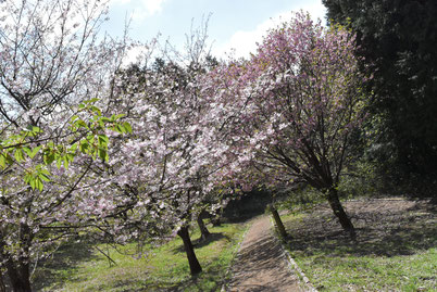 お萩園の桜小路