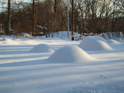 植込みがふんわり雪の下