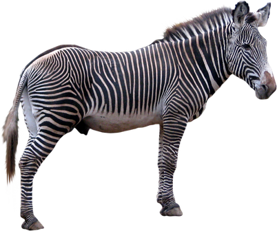 image zebre transparent sur fond blanc détouré pour illustration site web devoir ecole college