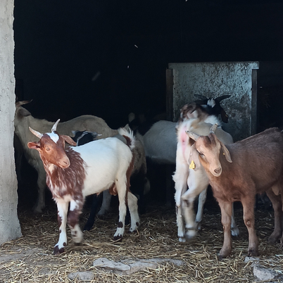 Regalar CalaMartona és regalar autenticitat i proximitat. 