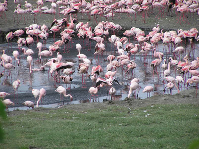 Flamingos at Lake Victoria
