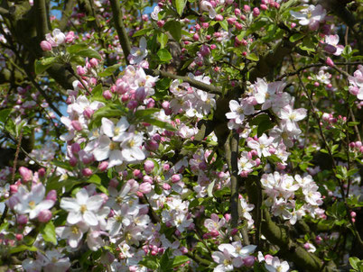 Unser Apfelbaum trägt reichlich schöne bunte Blüten. Daraus werden nach Bestäubung durch die Bienen reichlich Äpfel entstehen.