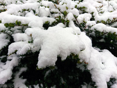 雪が積もりました！