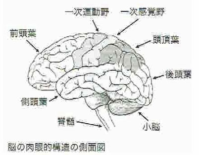 脳の肉眼的構造の側面図