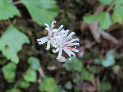 キッコウハグマ：例年閉鎖花が多いが今年は開放花が観察できた