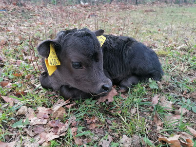 Dahomey Rind Kalb Zuchtverband Deutschland Blog News