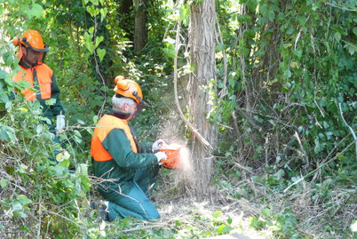 esercitazione"taglio alberi"