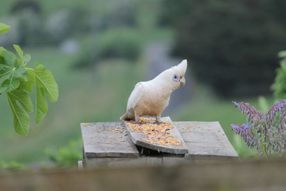 Gilly our little cockatoo friend