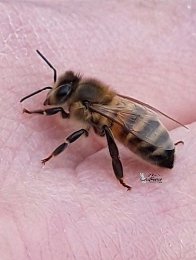Abeille Buckfast. Apiculteur Manche. Normandie