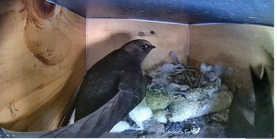 Gelege mit zwei Eiern in Nistkasten 1 (Screenshot aus Livestream)