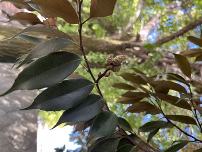 よくみつけられましたね♡