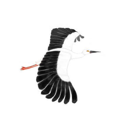 コウノトリ / Oriental White Stork　コウノトリは兵庫県の県鳥であり、1956年には国の特別天然記念物に指定されています。  世界で極東地域にのみ生息する大型の肉食性鳥類であり，  湿地生態系の食物連鎖の頂点に立つ鳥です。  越冬のために日本に渡ってくることもあります。  残念ながら1971年に日本に生息する野生のコウノトリは絶滅してしまいました。  絶滅してしまった日本や韓国では、各国と連携しながら野生復帰事業を進めています。