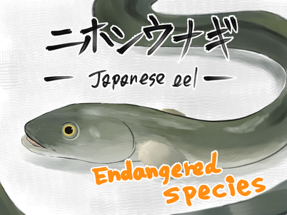 現在のウナギ養殖は、稚魚であるシラスウナギを捕獲し、養殖池で育てて出荷しているが、シラスウナギの減少が年々顕著となり、ニホンウナギは野生での絶滅の危険性が高い種とされ、2014年に絶滅危惧種に指定された。 ⓒL13