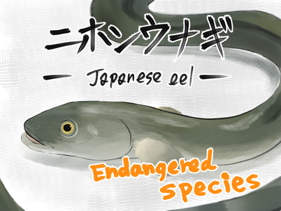 現在のウナギ養殖は、稚魚であるシラスウナギを捕獲し、養殖池で育てて出荷しているが、シラスウナギの減少が年々顕著となり、ニホンウナギは野生での絶滅の危険性が高い種とされ、2014年に絶滅危惧種に指定された。　ⓒL13